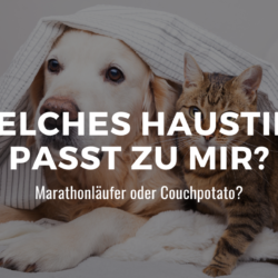 Welches Haustier passt zu mir