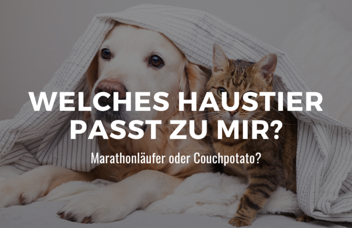 Welches Haustier Passt Zu Mir Test Kostenlos Marathonläufer oder Couchpotato? Welches Haustier passt zu mir?
