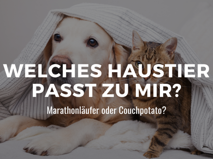 Welches Haustier passt zu mir