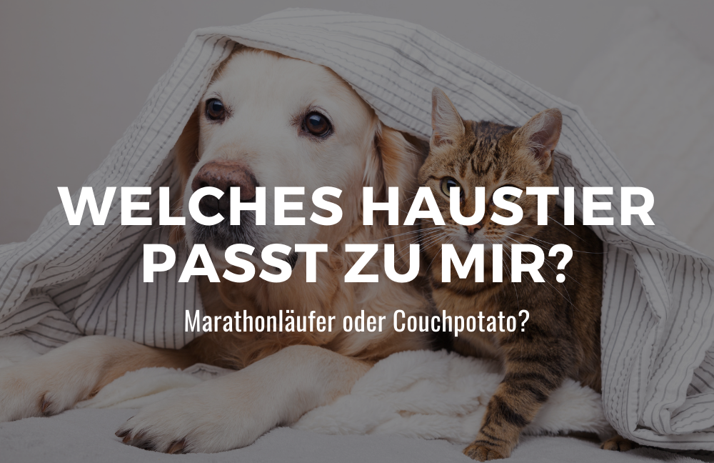 Welches Haustier passt zu mir