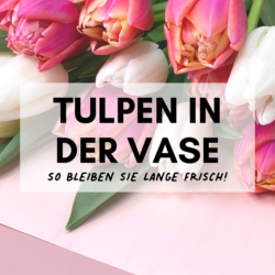 tulpen in der vase tulpen pflege