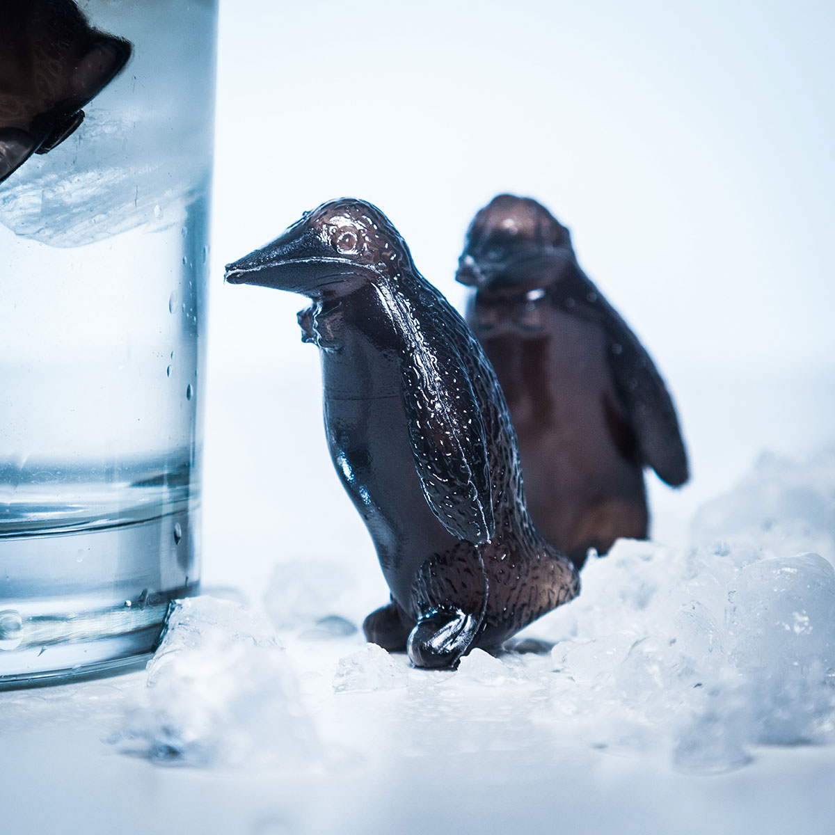 Pinguin Coolers