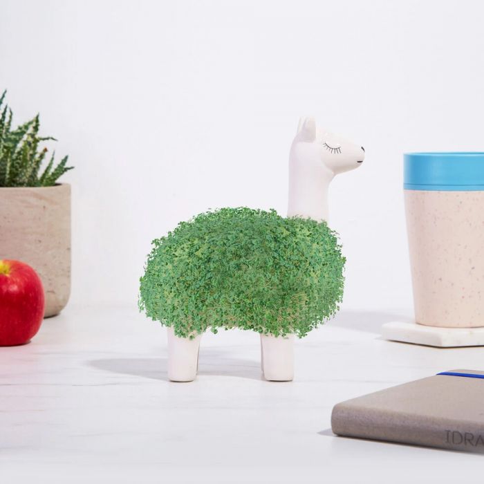 Das grüne Lama main product photo