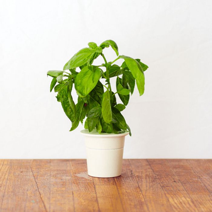 Nachfüll Packs für Click & Grow Smarter Kräutergarten für drinnen main product photo