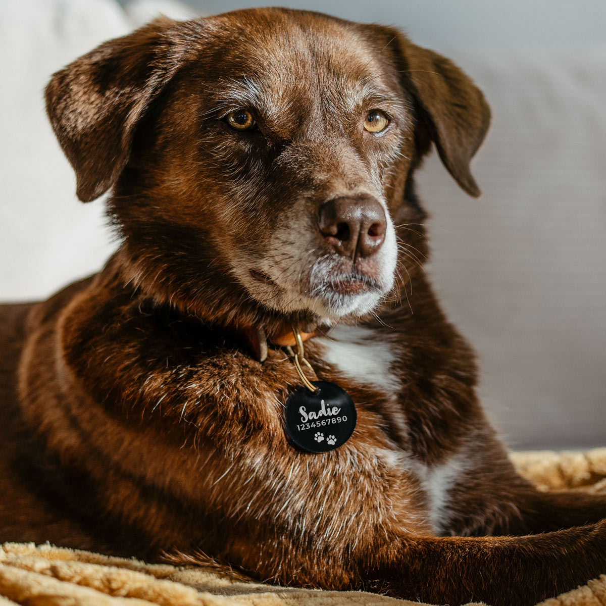 Personalisierbare Hundemarke mit Name