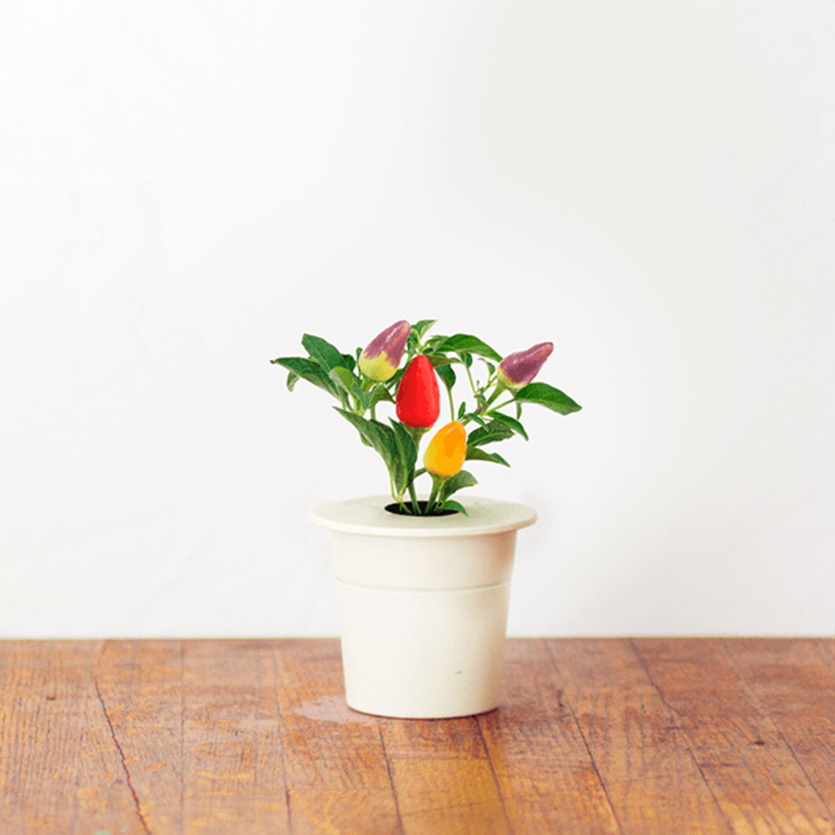 Nachfüll Packs für Click & Grow Smarter Kräutergarten für drinnen
