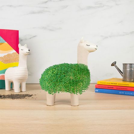 Das grüne Lama
