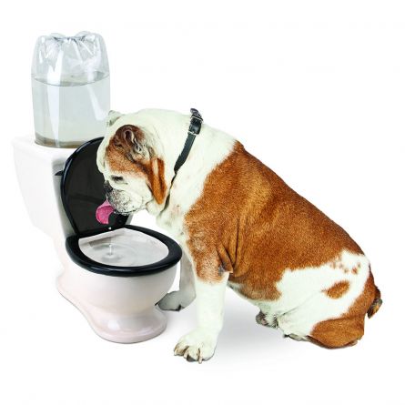 Trink-Toilette für Haustiere